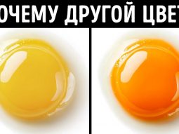 150+ удивительных фактов, которыми можно поделиться на следующей встрече О сайте, как пользоваться