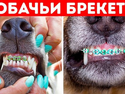 33 udivitelnyh fakta o kotoryh v {{brizy_dc_image_alt entityId=