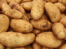 {{brizy_dc_image_alt entityId=