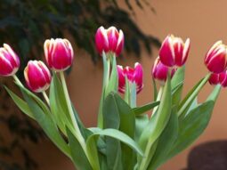 {{brizy_dc_image_alt entityId=