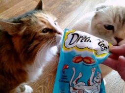 {{brizy_dc_image_alt entityId=