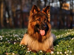 {{brizy_dc_image_alt entityId=