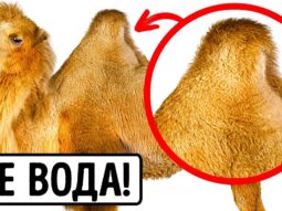 60 rasprostranennyh mifov kotory 60 rasprostranennyh mifov kotory