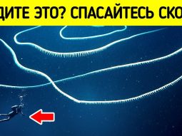 7 странных созданий, которых только что открыла наука Главная страница, интернет-копилка, продукты Здоровья и Красоты, Jeunesse