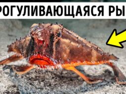 8 obitateley morskih glubin ot z 8 obitateley morskih glubin ot z