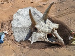 9 samyh strannyh veschey kotorye