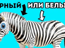 Черные или белые зебры и другие факты о животных, которые вас всегда интересовали {{brizy_dc_image_alt entityId=