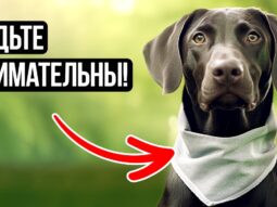 Интригующая собака разоблачена: Предупреждение + Невероятные факты!