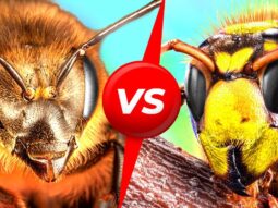 Королевская битва: гигантские шершни против пчел! Выберите своего бойца!