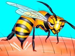 {{brizy_dc_image_alt entityId=