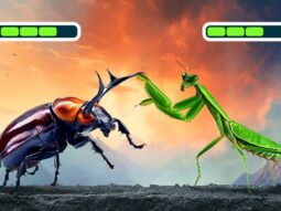 Кто получит звание самого сильного насекомого? Кто получит звание самого сильного насекомого?