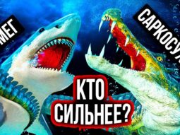 Мегаладон VS. Огромный крокодил: эпическая битва гигантов! Мегаладон VS. Огромный крокодил: эпическая битва гигантов!