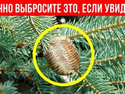 ne pokupayte novogodnyuyu elku e