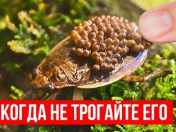 Опасный водяной жук, к которому нельзя прикасаться! Бегите, если заметили! Главная страница, интернет-копилка, продукты Здоровья и Красоты, Livegood