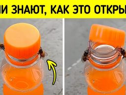 Пчелы настолько умны, что это пугает