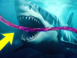 Почему акулы нападают на подводные интернет кабели