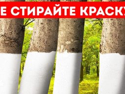 Почему некоторые деревья окрашены в белый цвет + 11 неочевидных причин Почему некоторые деревья окрашены в белый цвет + 11 неочевидных причин