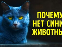 Почему животные с синим окрасом встречаются крайне редко