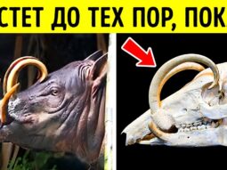 samye opasnye chasti tela v zhiv