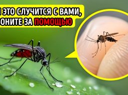 Главная страница, интернет-копилка, продукты Здоровья и Красоты, Livegood