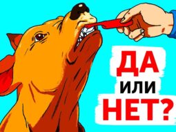 Советы и рекомендации для владельцев собак