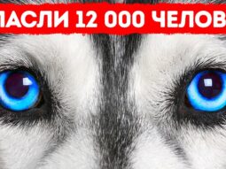 Главная страница, интернет-копилка, продукты Здоровья и Красоты, Livegood