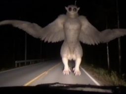 Ученые обнаружили настоящих чудовищ за самыми страшными легендами Аппалачей Главная страница, интернет-копилка, продукты Здоровья и Красоты, Jeunesse