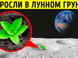 uchenye uspeshno vyrastili raste