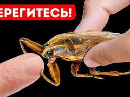 ukus etogo klopa odin iz samyh z {{brizy_dc_image_alt entityId=