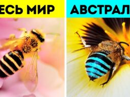 v avstralii est udivitelnye sini