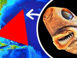 Затерянные в Бермудском треугольнике: Рассказы о неизвестном